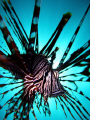   common lion fish  
